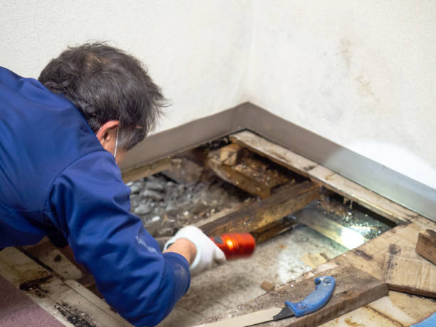 Best Mold Damage Repair  in Haines City, FL