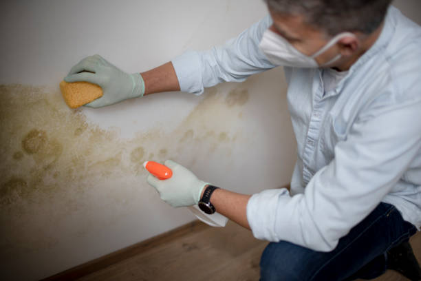 Best Commercial Mold Removal  in Haines City, FL