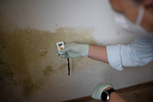 Best Mold Testing  in Haines City, FL