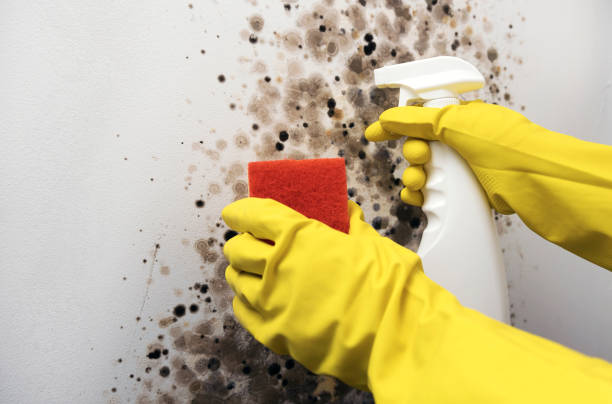 Best Black Mold Removal  in Haines City, FL
