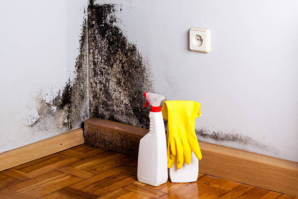 Best Fast Mold Removal  in Haines City, FL