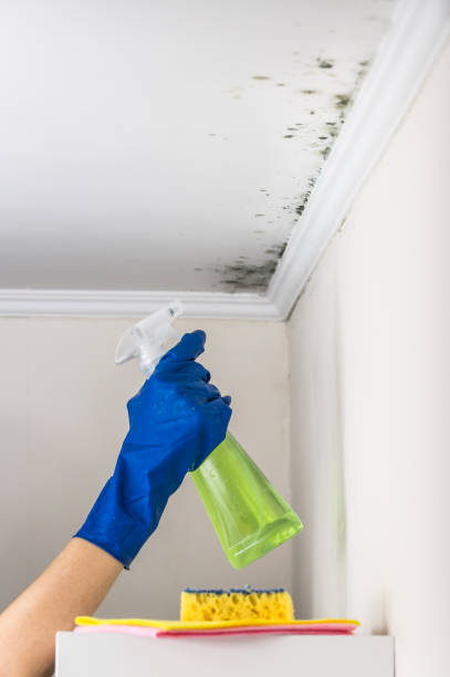 Best Same-Day Mold Removal  in Haines City, FL
