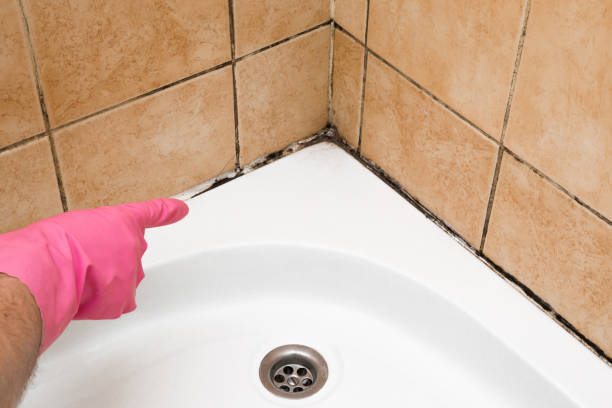 Best Certified Mold Removal  in Haines City, FL